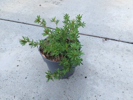 Potentilla f. Marian Red Robin geen maat specificatie cont. 1,3L - afbeelding 2