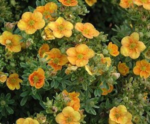 Potentilla f. Mango Tango 25-30 cm cont. 3,0L