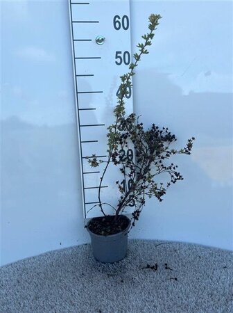 Potentilla f. 'Primrose Beauty' 25-30 cm cont. 1L