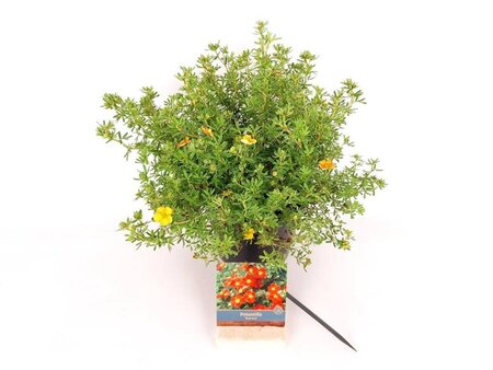 Potentilla f. 'Red Ace' 25-30 cm cont. 3,0L - afbeelding 1