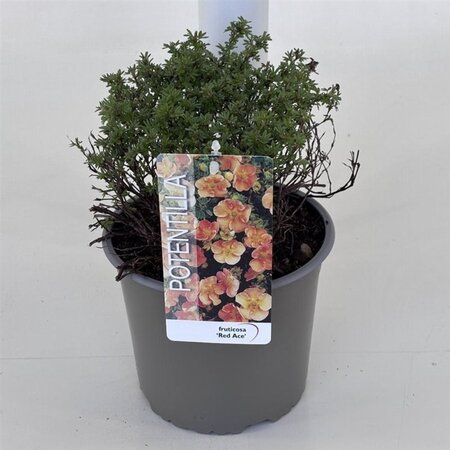 Potentilla f. 'Red Ace' 25-30 cm cont. 3,0L - afbeelding 3
