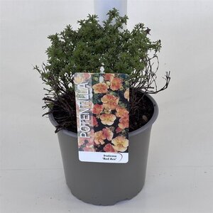 Potentilla f. 'Red Ace' 25-30 cm cont. 3,0L - afbeelding 3