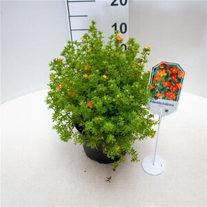 Potentilla f. 'Red Ace' 25-30 cm cont. 3,0L - afbeelding 4