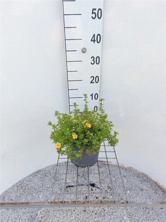 Potentilla f. 'Red Ace' 25-30 cm cont. 3,0L - afbeelding 3