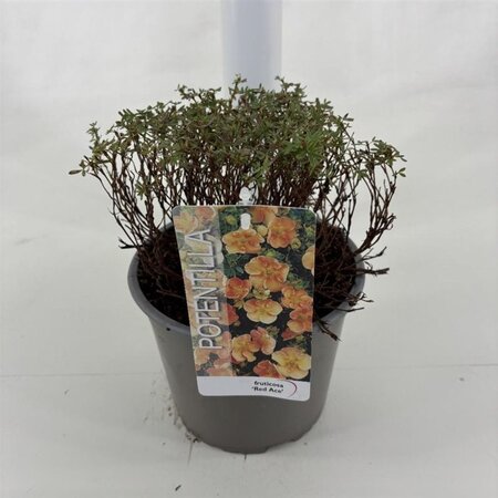 Potentilla f. 'Red Ace' 25-30 cm cont. 3,0L - afbeelding 5