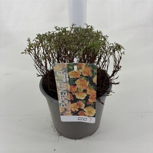 Potentilla f. 'Red Ace' 25-30 cm cont. 3,0L - afbeelding 5