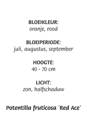 Potentilla f. 'Red Ace' geen maat specificatie cont. 3,0L - afbeelding 3