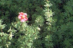 Potentilla f. 'Red Ace' geen maat specificatie cont. 3,0L - afbeelding 4