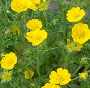 Potentilla fragiformis geen maat specificatie 0,55L/P9cm