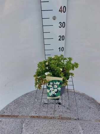 Potentilla f. 'Tilford Cream' 25-30 cm cont. 3,0L - afbeelding 2