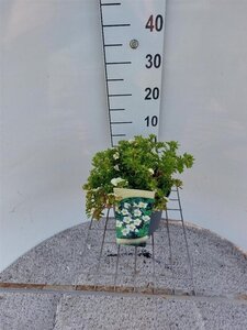 Potentilla f. 'Tilford Cream' 25-30 cm cont. 3,0L - afbeelding 2