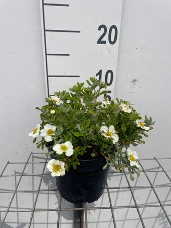 Potentilla f. 'Tilford Cream' geen maat specificatie cont. 1,3L