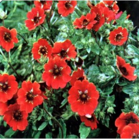 Potentilla 'Gibson's Scarlet' geen maat specificatie 0,55L/P9cm - afbeelding 1
