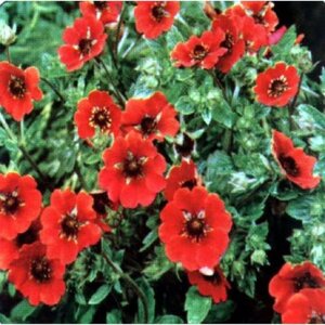 Potentilla 'Gibson's Scarlet' geen maat specificatie 0,55L/P9cm