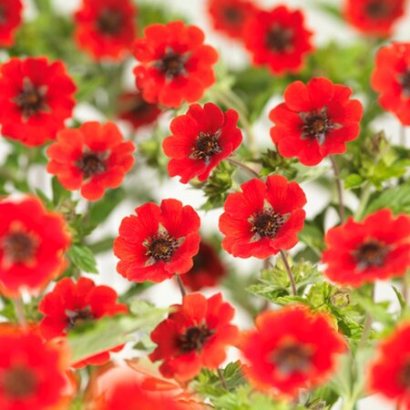 Potentilla 'Gibson's Scarlet' geen maat specificatie 0,55L/P9cm - afbeelding 2