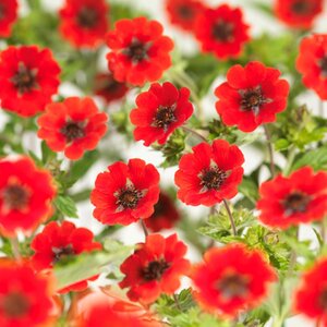 Potentilla 'Gibson's Scarlet' geen maat specificatie 0,55L/P9cm - afbeelding 2
