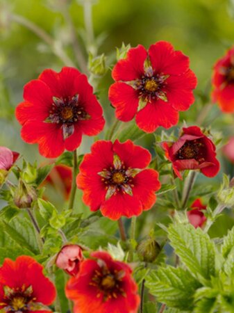 Potentilla 'Gibson's Scarlet' geen maat specificatie 0,55L/P9cm - afbeelding 3