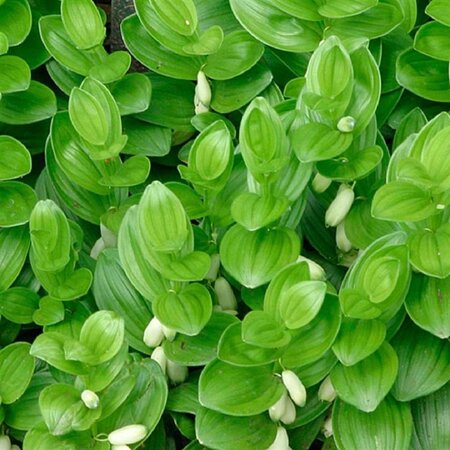 Polygonatum humile geen maat specificatie 0,55L/P9cm
