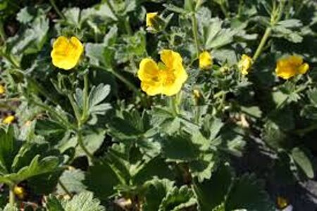 Potentilla megalantha geen maat specificatie 0,55L/P9cm - afbeelding 5