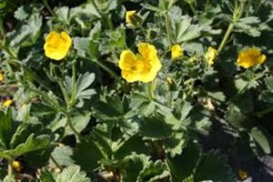Potentilla megalantha geen maat specificatie 0,55L/P9cm - afbeelding 5
