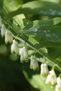 Polygonatum multiflorum geen maat specificatie 0,55L/P9cm - afbeelding 2