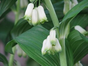 Polygonatum multiflorum geen maat specificatie 0,55L/P9cm