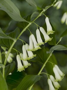 Polygonatum multiflorum geen maat specificatie 0,55L/P9cm - afbeelding 6