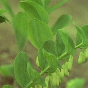 Polygonatum multiflorum geen maat specificatie 0,55L/P9cm - afbeelding 6