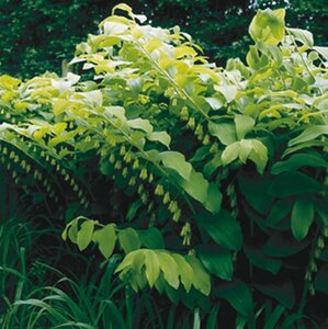 Polygonatum multiflorum geen maat specificatie 0,55L/P9cm - afbeelding 8