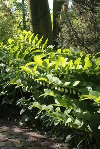 Polygonatum multiflorum geen maat specificatie 0,55L/P9cm - afbeelding 10