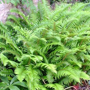 Polystichum munitum geen maat specificatie 0,55L/P9cm - afbeelding 4