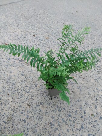 Polystichum munitum geen maat specificatie 0,55L/P9cm - image 1