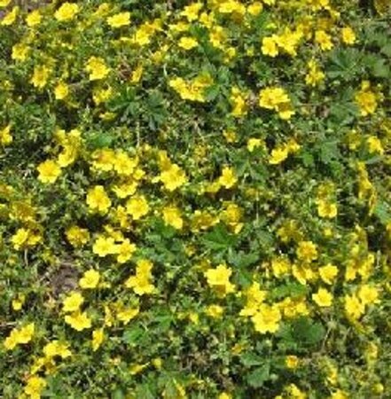 Potentilla neumanniana geen maat specificatie 0,55L/P9cm - afbeelding 1