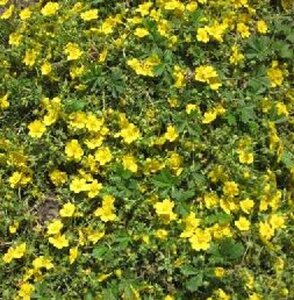 Potentilla neumanniana geen maat specificatie 0,55L/P9cm