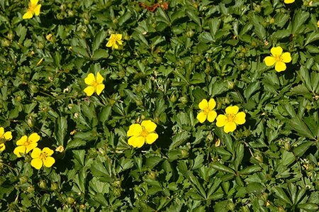 Potentilla neumanniana geen maat specificatie 0,55L/P9cm - afbeelding 2