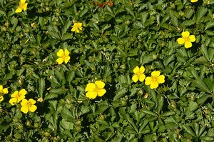 Potentilla neumanniana geen maat specificatie 0,55L/P9cm - afbeelding 2