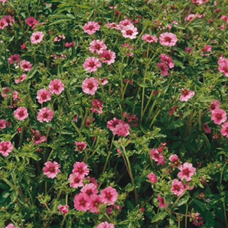 Potentilla nep. 'Miss Willmott' geen maat specificatie 0,55L/P9cm - afbeelding 2