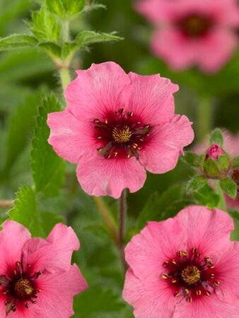 Potentilla nep. 'Miss Willmott' geen maat specificatie 0,55L/P9cm - afbeelding 3