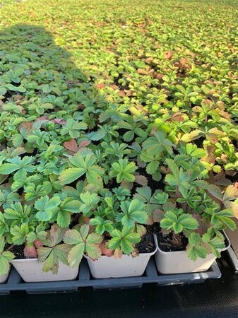 Potentilla nep. 'Miss Willmott' geen maat specificatie 0,55L/P9cm - afbeelding 2