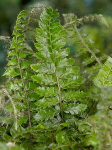 Polystichum polyblepharum geen maat specificatie 0,55L/P9cm - afbeelding 5