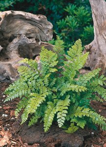 Polystichum polyblepharum geen maat specificatie 0,55L/P9cm - image 4