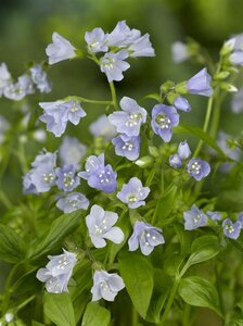 Polemonium r. 'Blue Pearl' geen maat specificatie 0,55L/P9cm