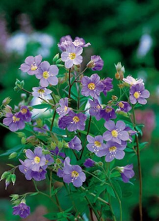 Polemonium r. 'Blue Pearl' geen maat specificatie 0,55L/P9cm - afbeelding 2