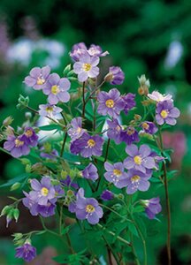 Polemonium r. 'Blue Pearl' geen maat specificatie 0,55L/P9cm - afbeelding 2