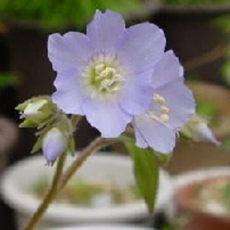 Polemonium r. 'Blue Pearl' geen maat specificatie 0,55L/P9cm - afbeelding 3