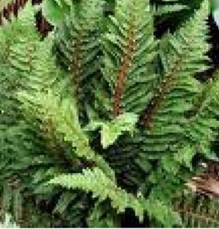 Polystichum set. 'Congestum' geen maat specificatie 0,55L/P9cm - afbeelding 3