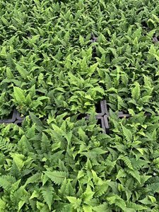 Polystichum set. 'Congestum' geen maat specificatie 0,55L/P9cm - afbeelding 2