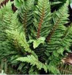Polystichum set. 'Congestum' geen maat specificatie 0,55L/P9cm - image 3