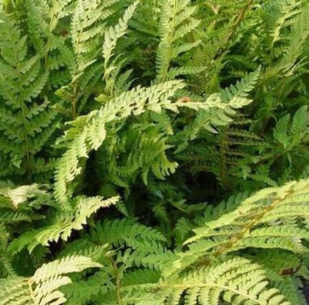 Polystichum set. 'Dahlem' geen maat specificatie 0,55L/P9cm - image 3