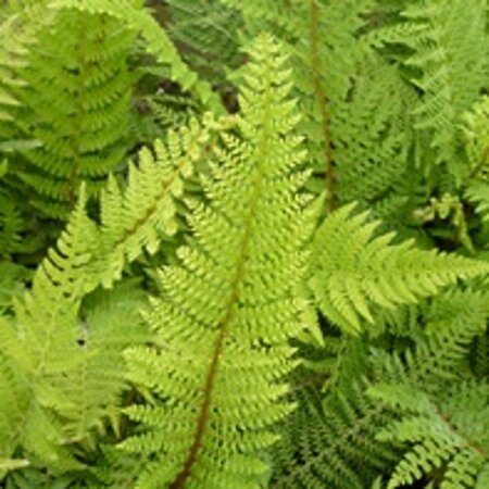 Polystichum setiferum geen maat specificatie 0,55L/P9cm - afbeelding 2